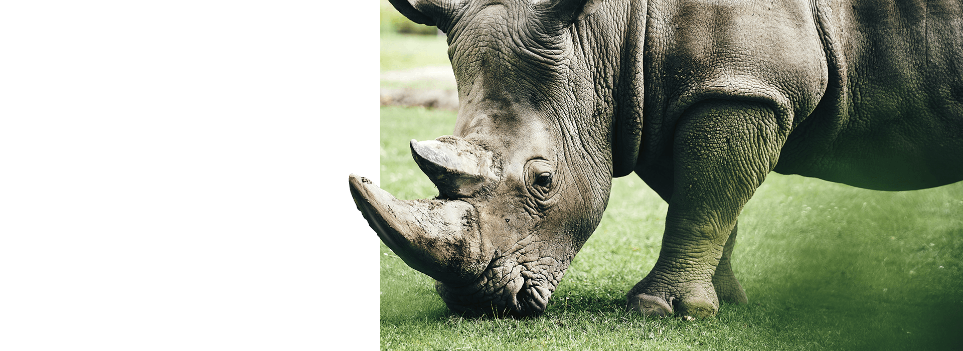 Nashorn