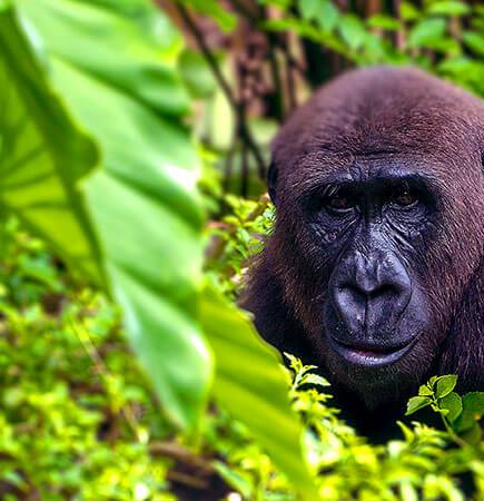 Gorilla