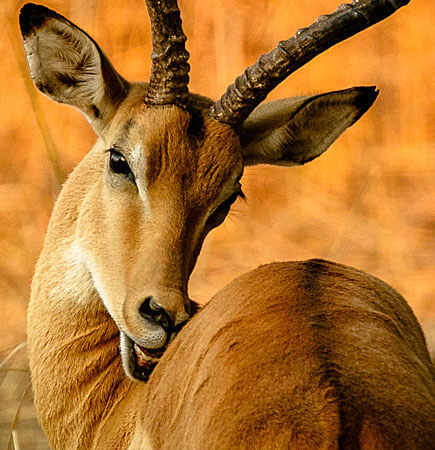 Antilope
