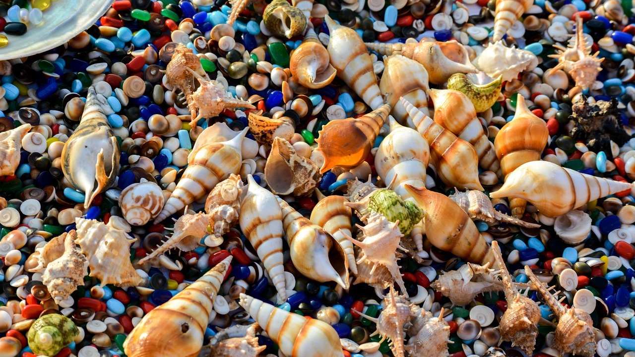 Indischer Ozean Muscheln