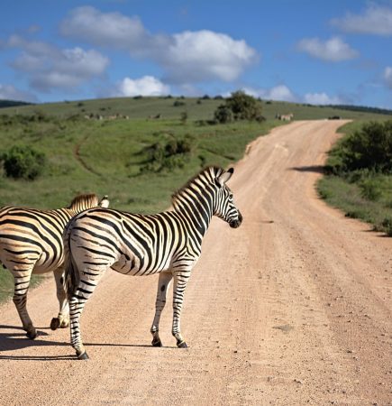 Flitterwochen Südafrika