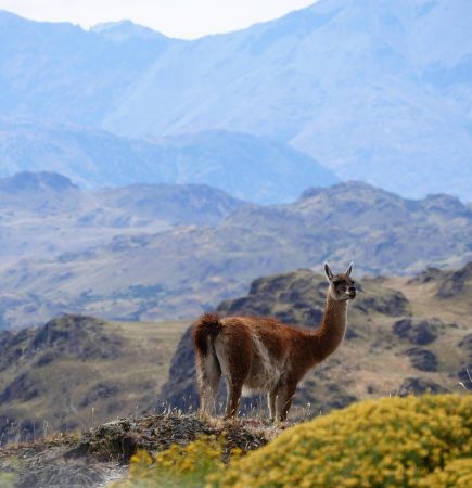 Chile Lama
