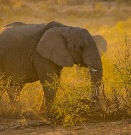 golden route safari Elefant