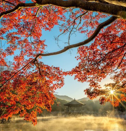 japan kirschbaum Japan Kirschbaum