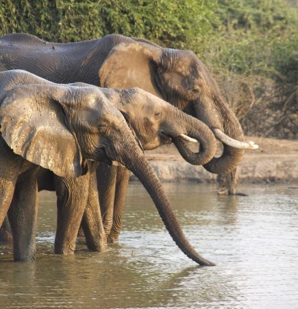 Elefant