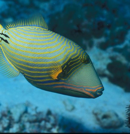 Tiggerfisch