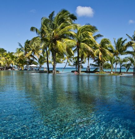 mauritius palmen Mauritius Palmen
