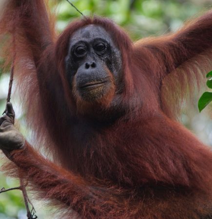 Orangutan