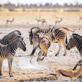 namibia namibia