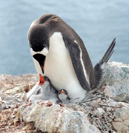 pinguin