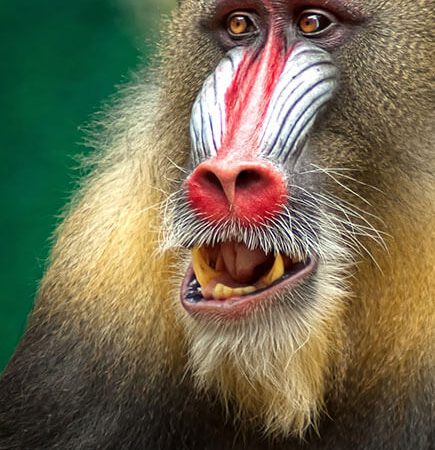 Affe