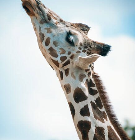 Giraffe